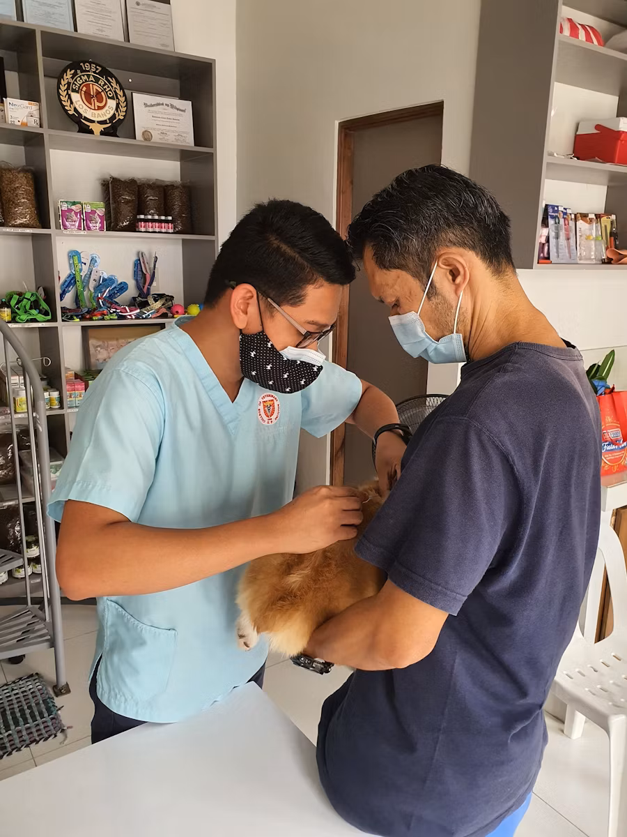 Veterinarian advice on rehoming dogs