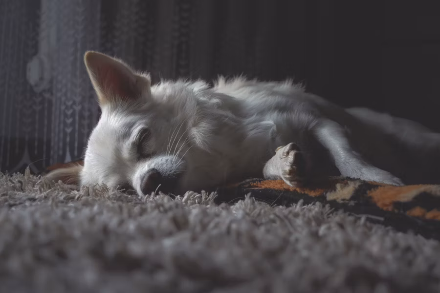 Dog with special needs rehoming success